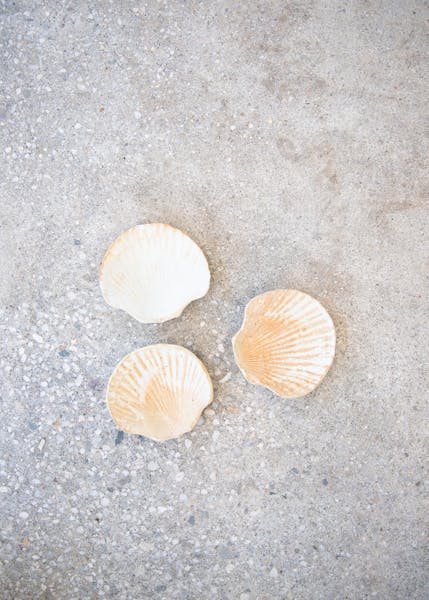 Arden's Handmade Ceramic Shell Dish | Arden's Rowayton | Cafe in ...