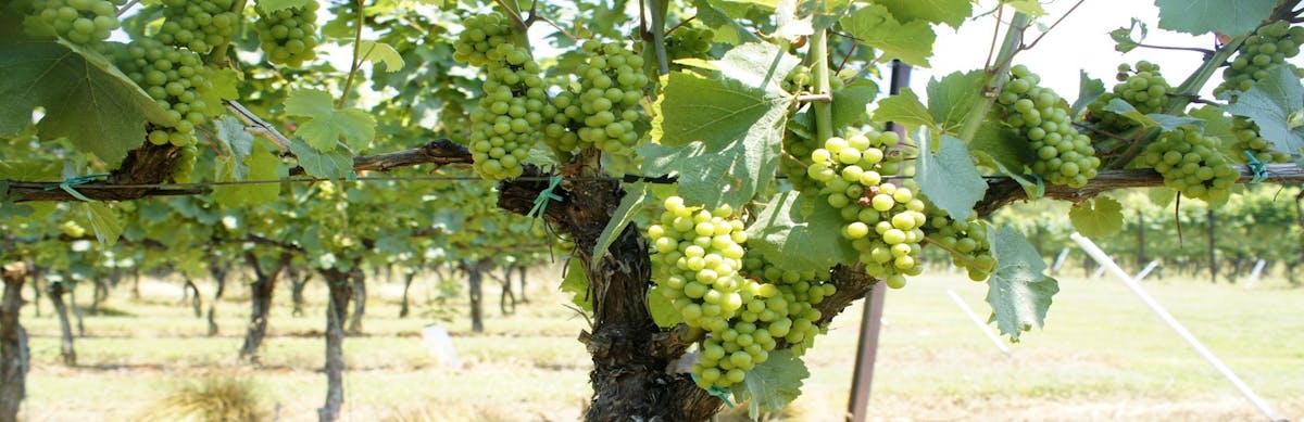 a grape tree