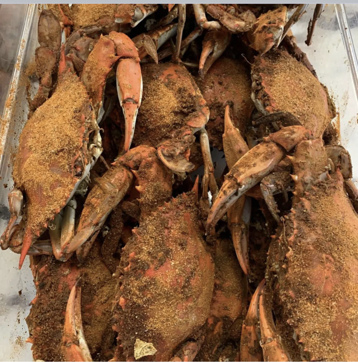 a crab in the dirt