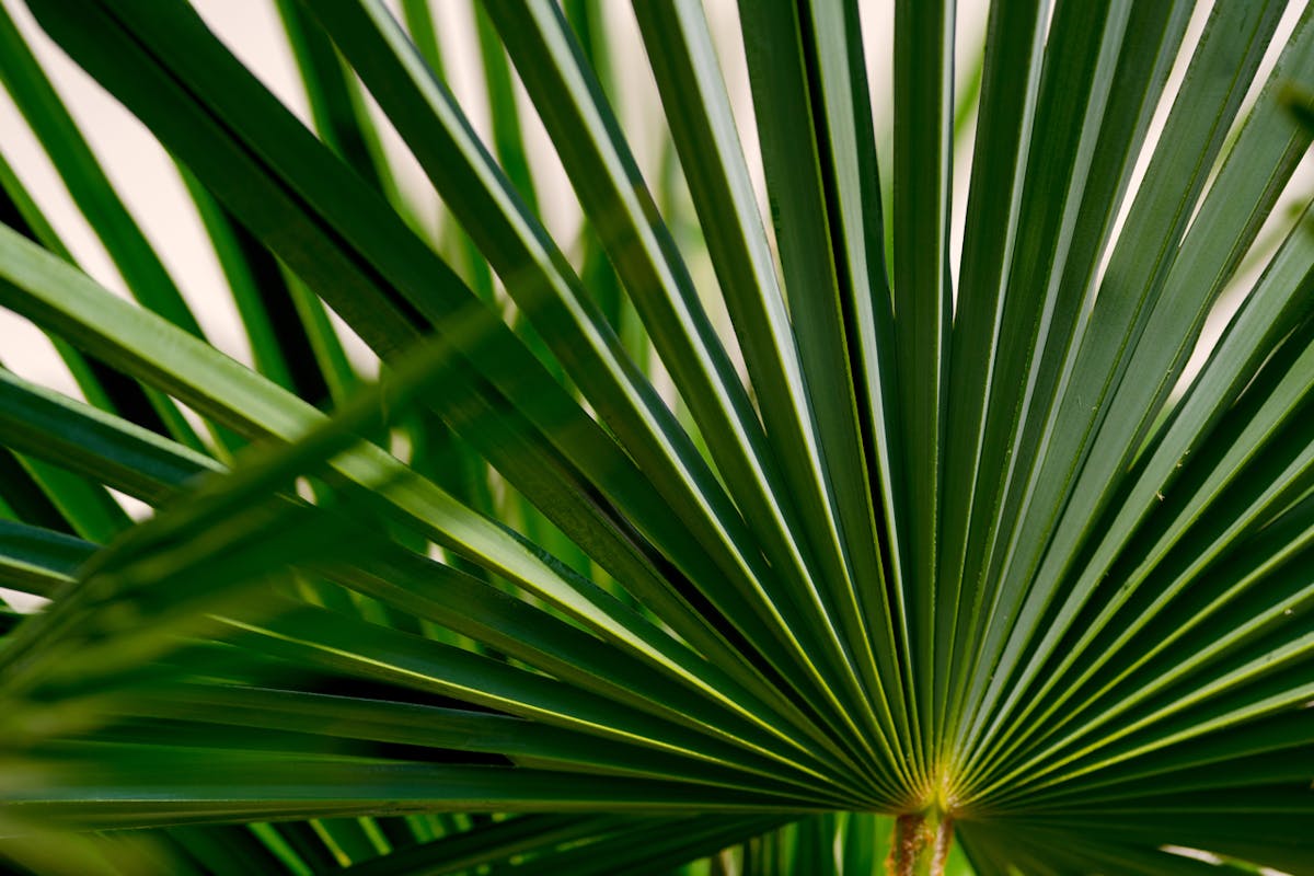 a close up of a tree