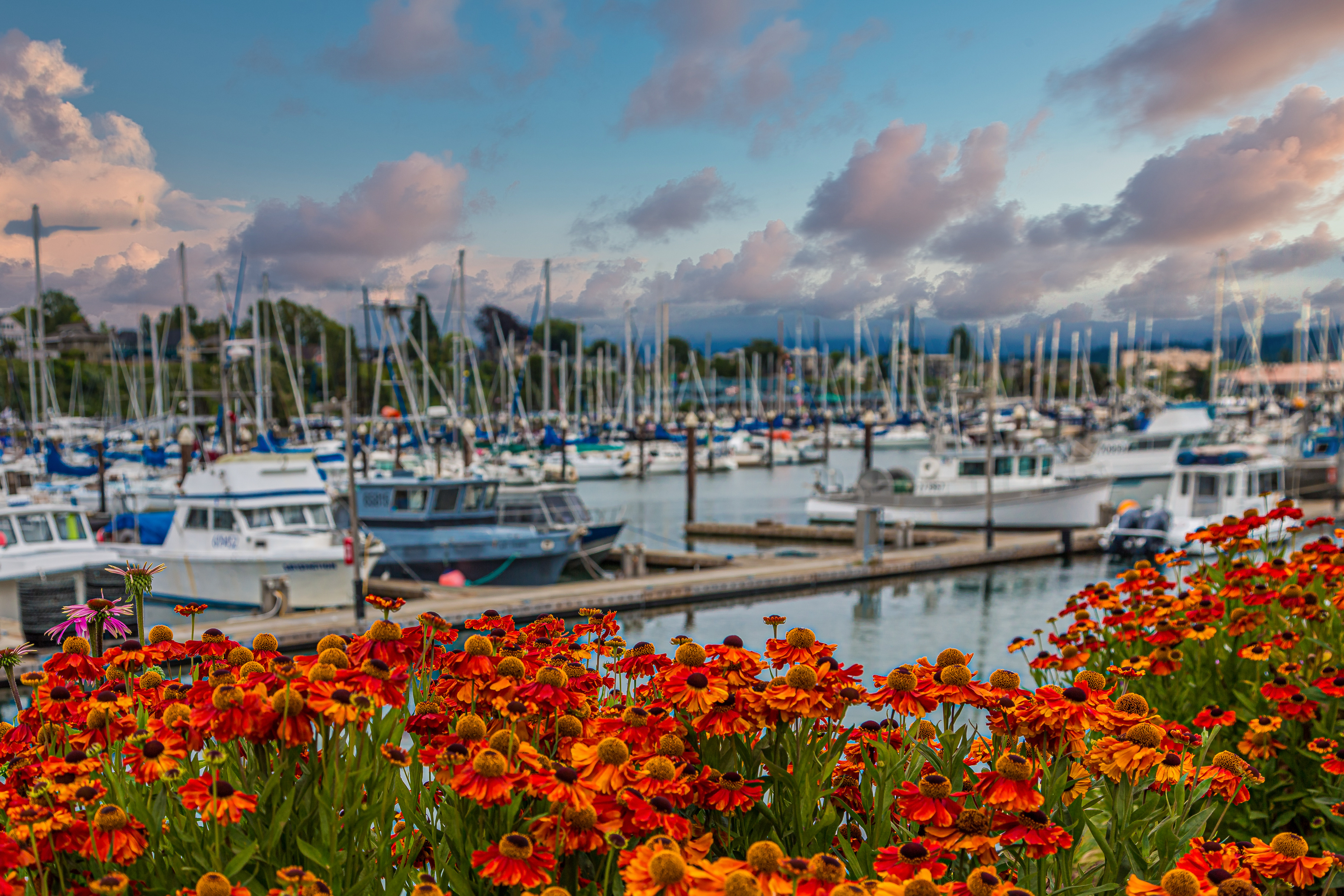 a garden with water in the background