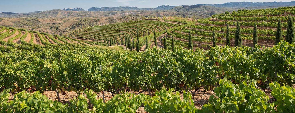 Prioriat vineyard in Spain