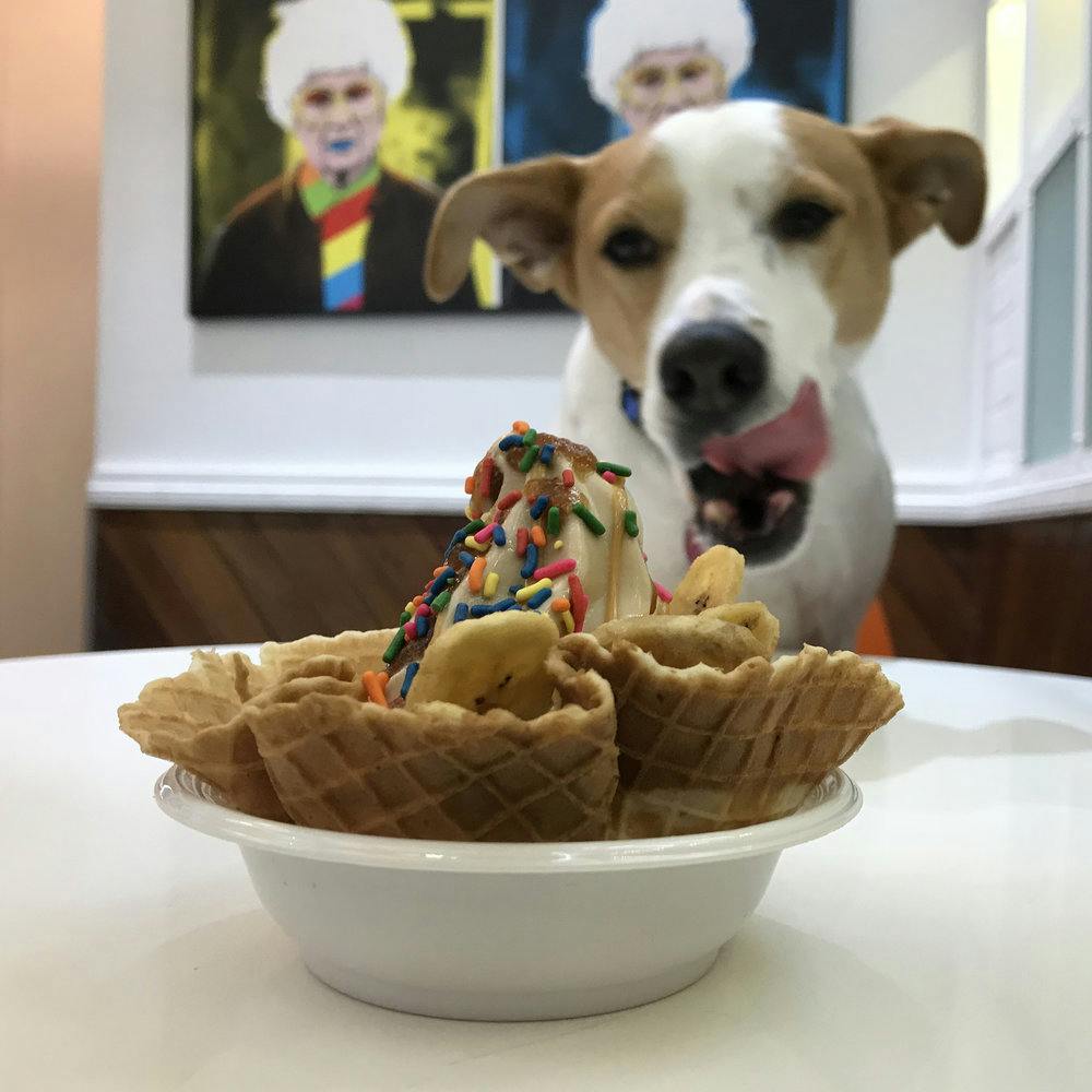 a dog looking at an ice cream on a table