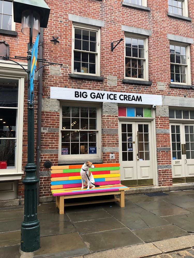 a dog sitting on a colorful bench in front of the restaurant