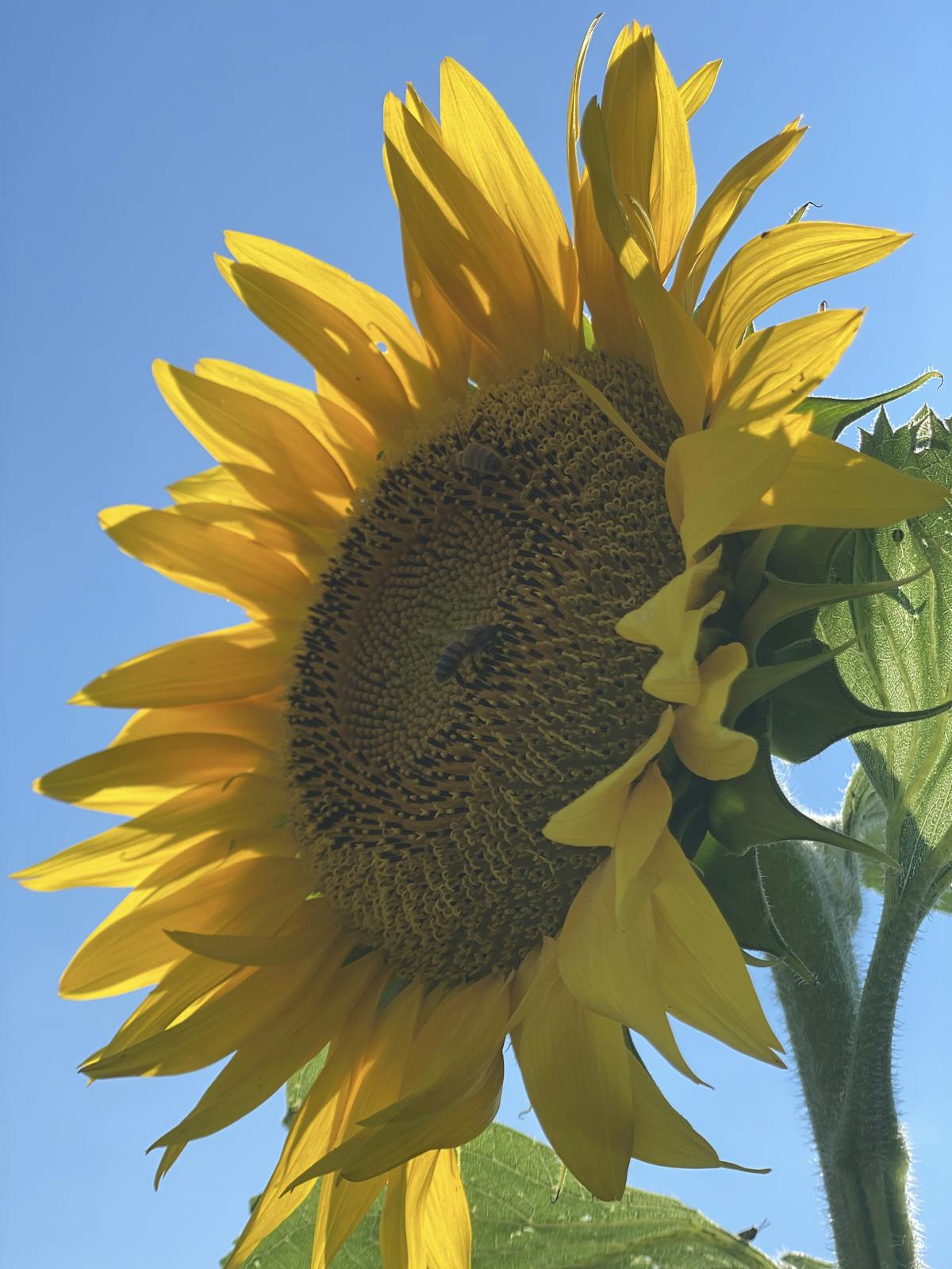 a close up of a flower