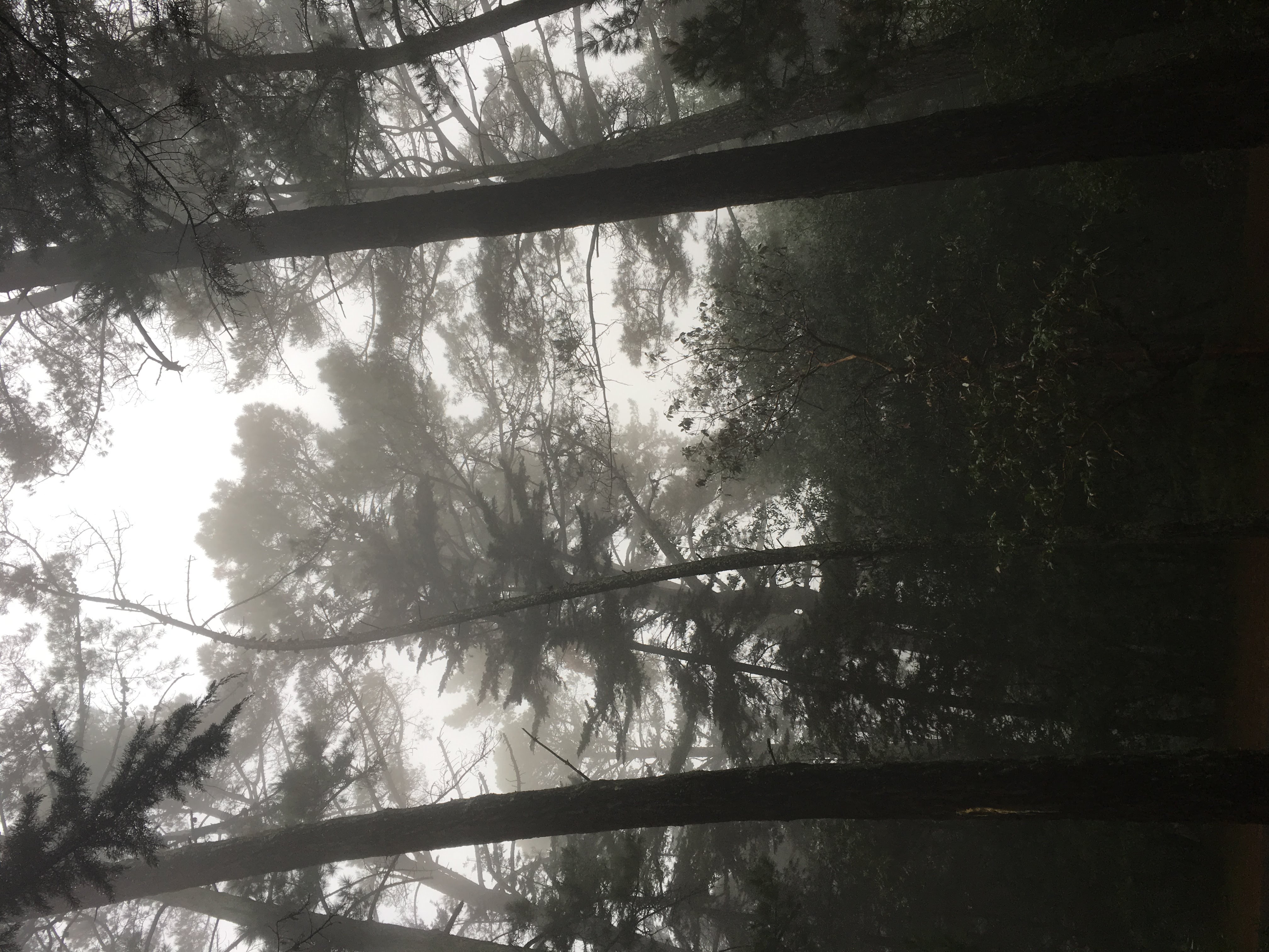 a close up of a tree