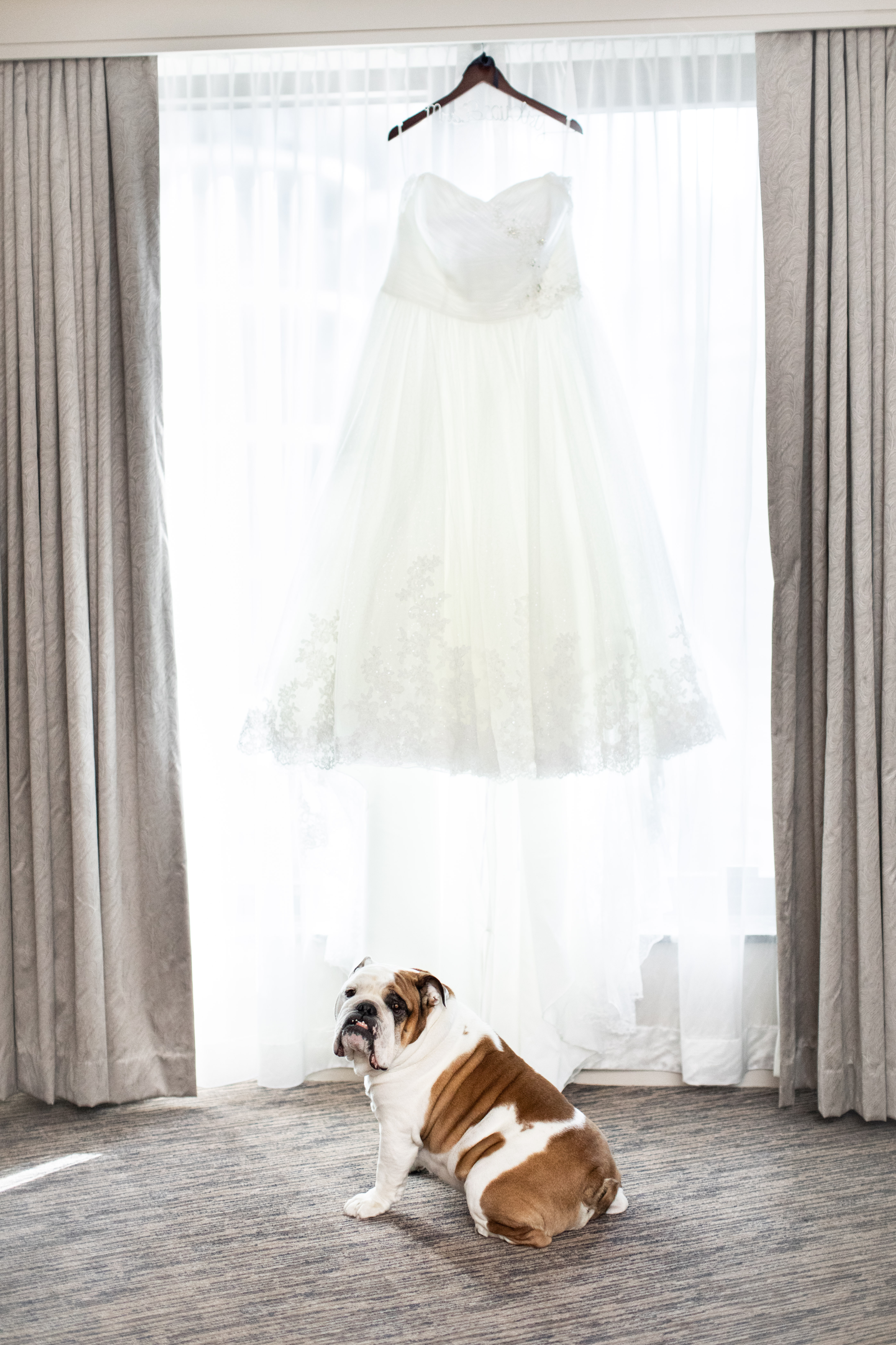 a dog sitting in front of a curtain