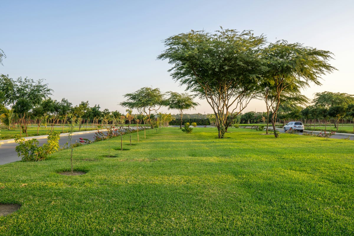 lush green spaces