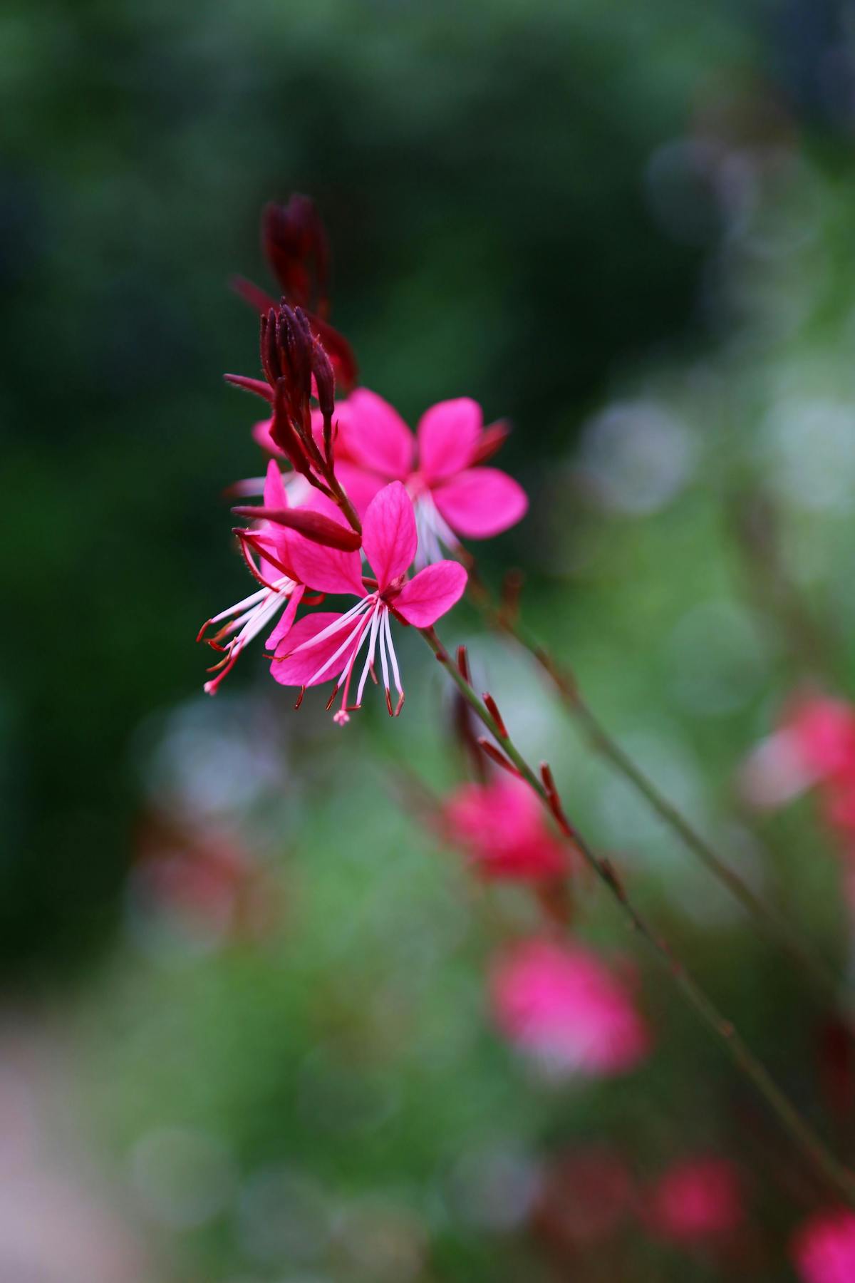 the last hurrah of spring