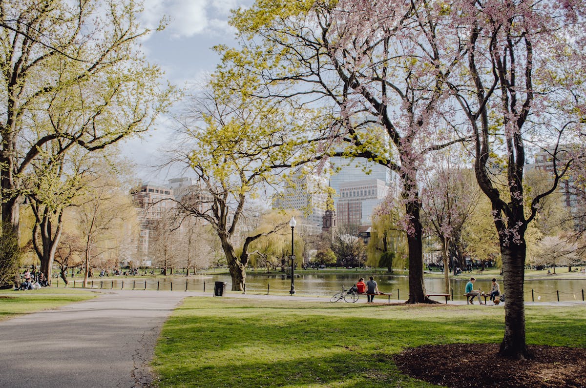 a tree in a park