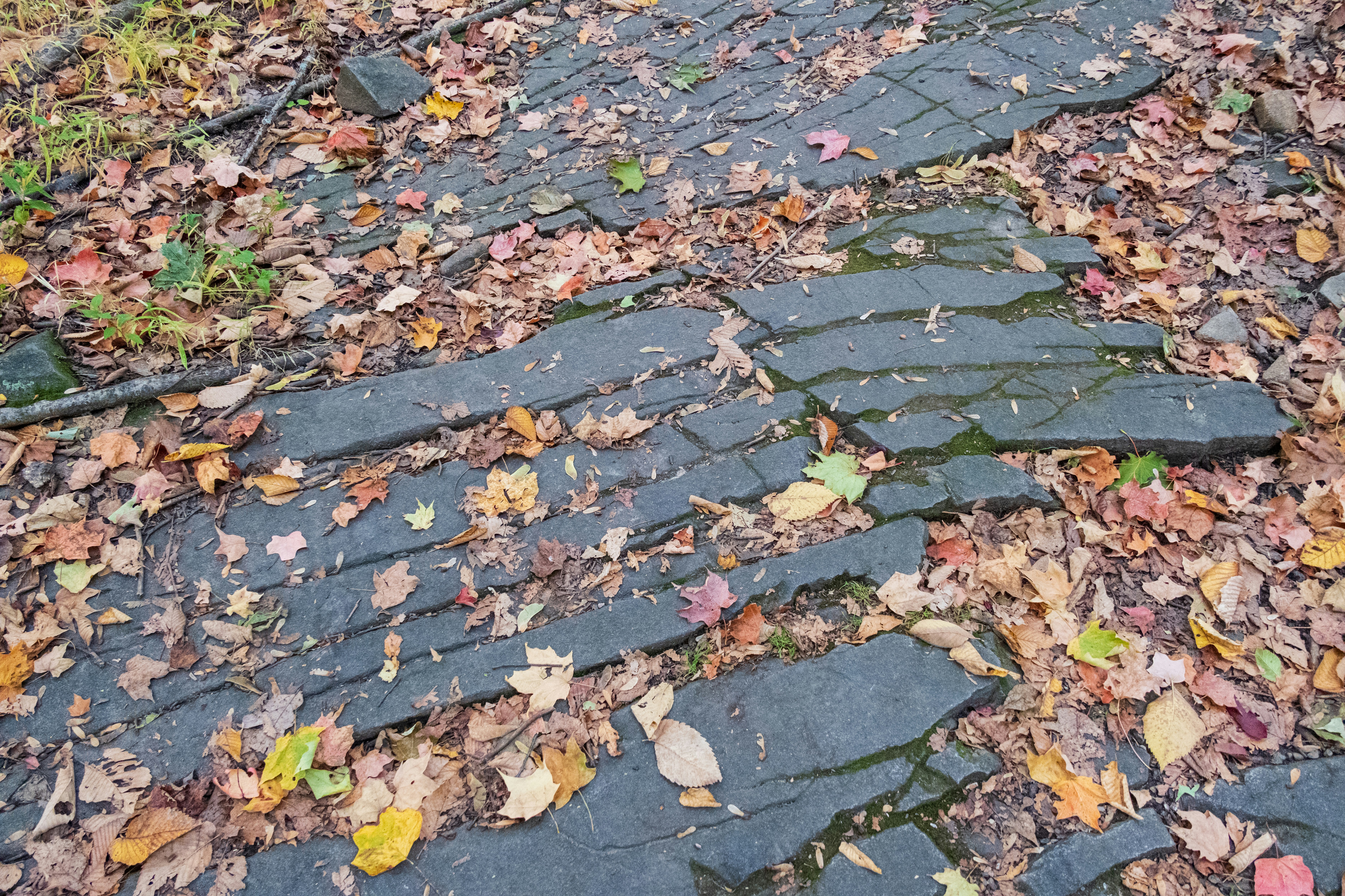Newark leaf collection
