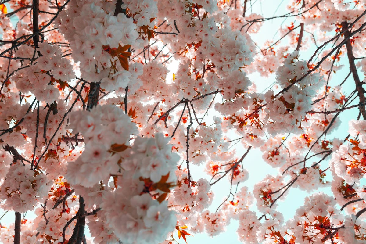 Cherry blossom