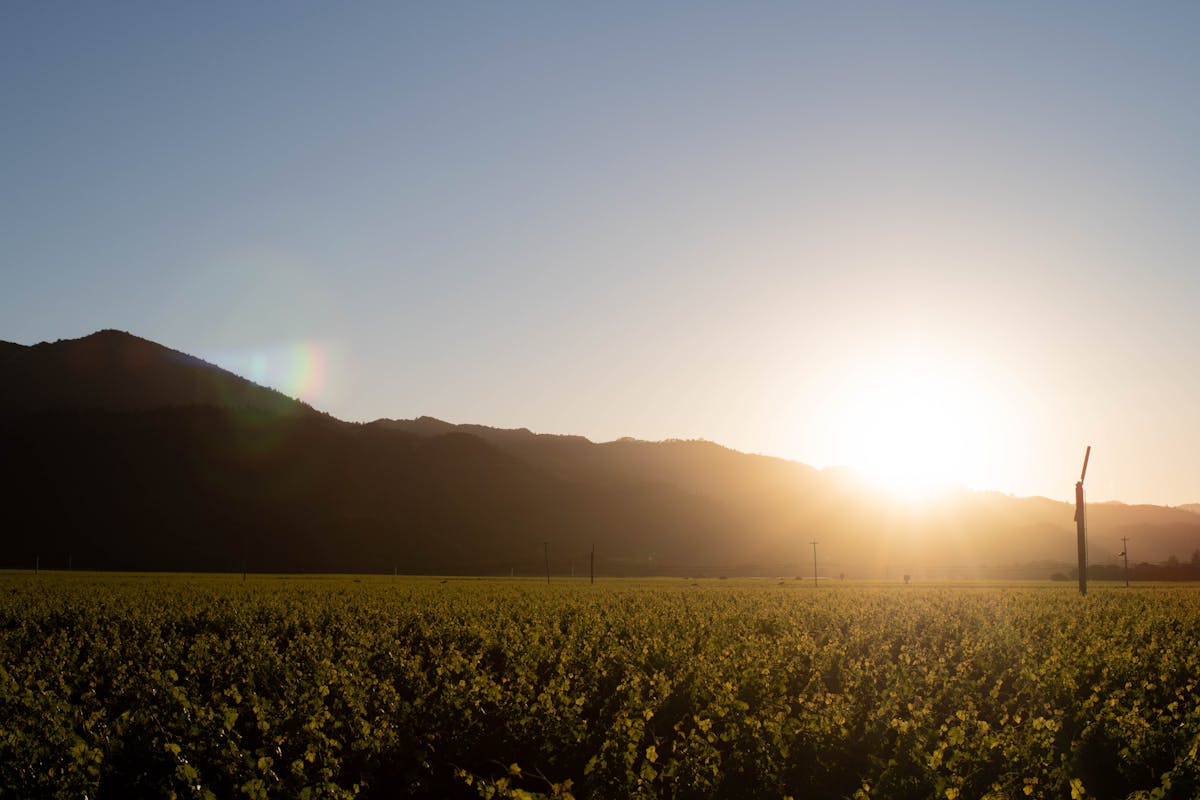 a rainbow over a field of grass with trees in the background