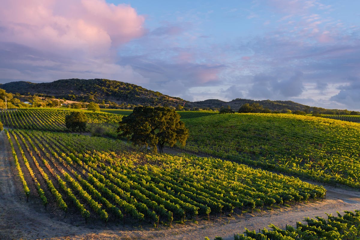 a view of a lush green field