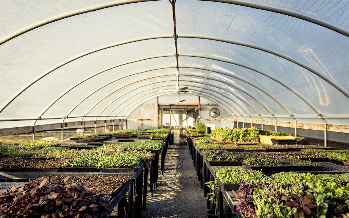 garden greenhouse