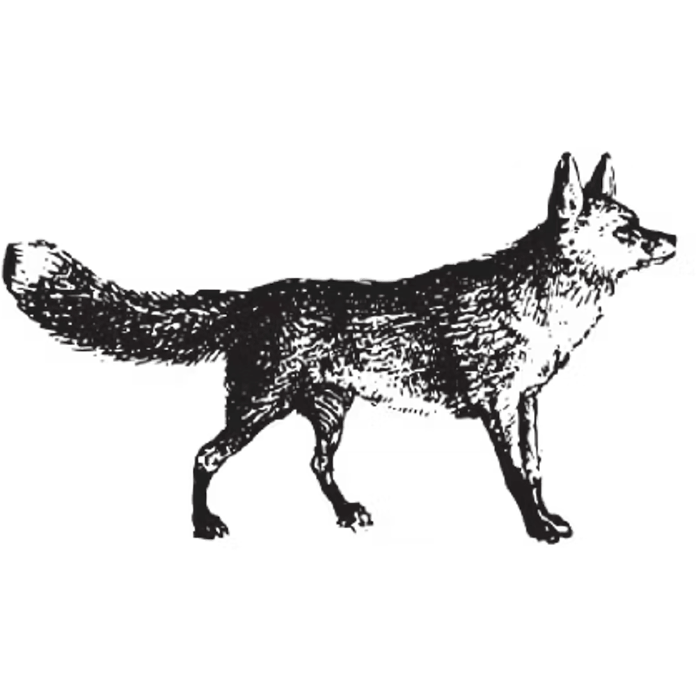a dog standing in the dark