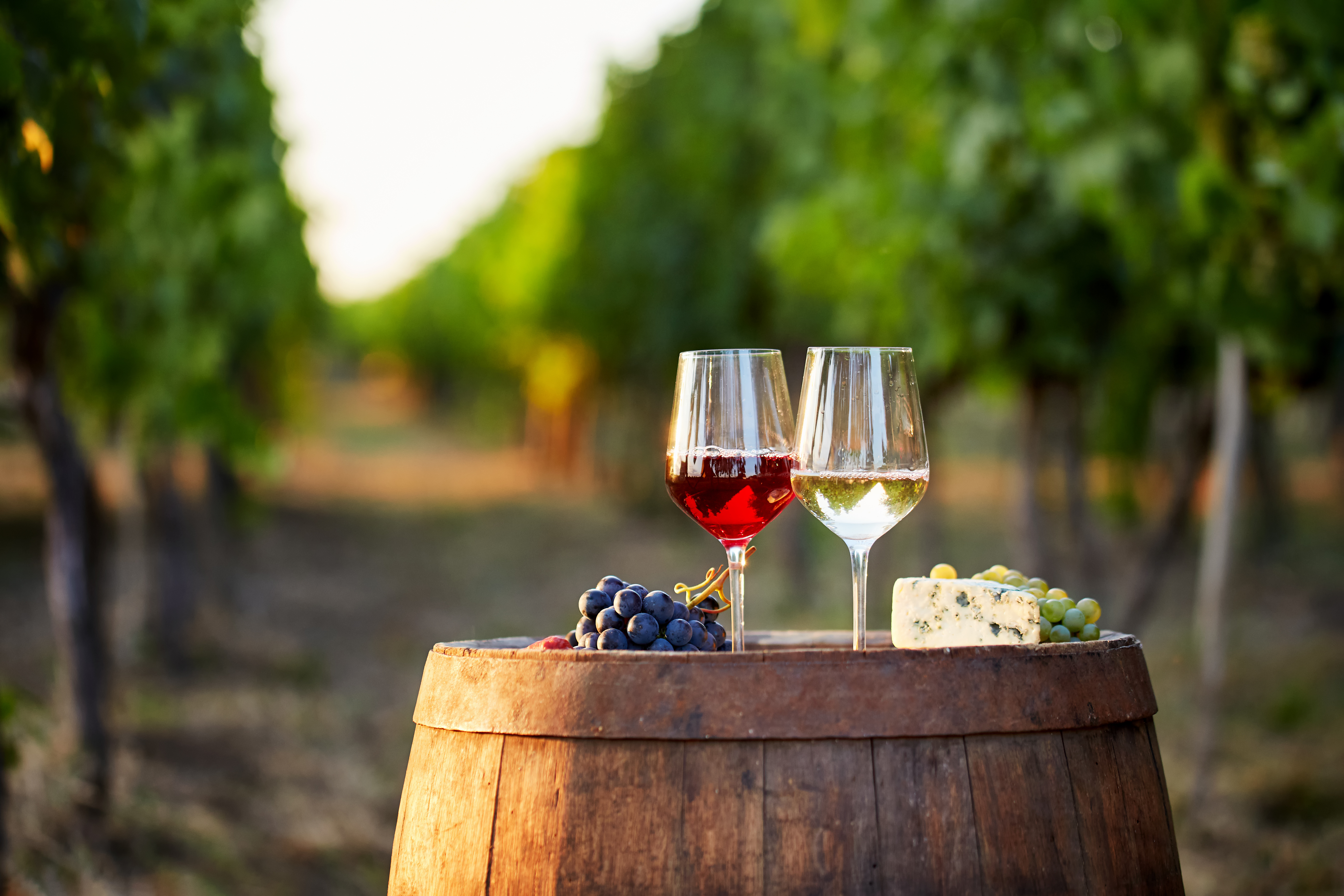 The Key Differences Between Red vs. White Wine | Scampo | Italian