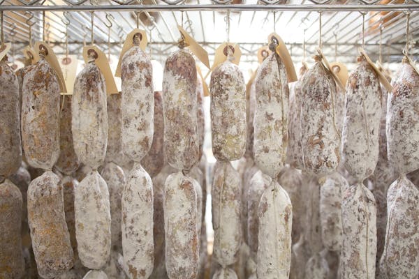 A bunch of salami with white curing mold all over them and hanging in a temperature controlled curing room.