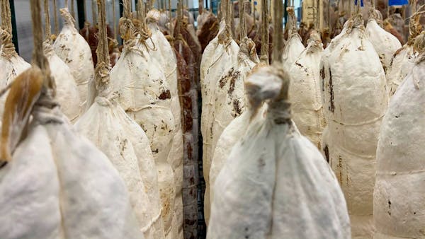 A close up picture of il porcellino's salami hanging in the drying room with protective mold on the salami.