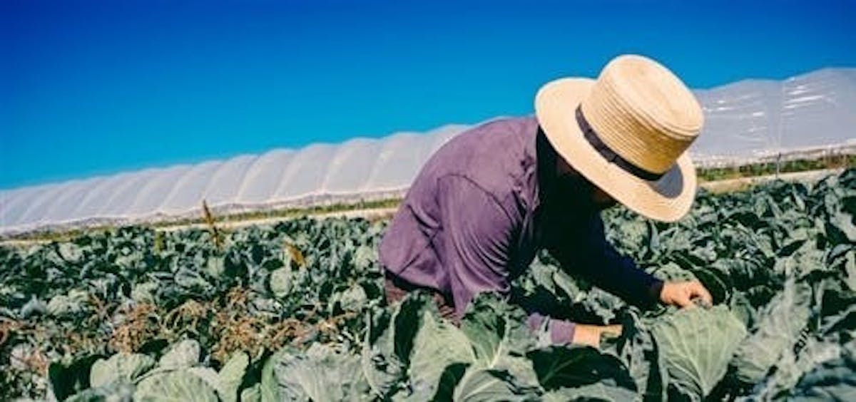 a farmer kneeling in a patch of cabbage