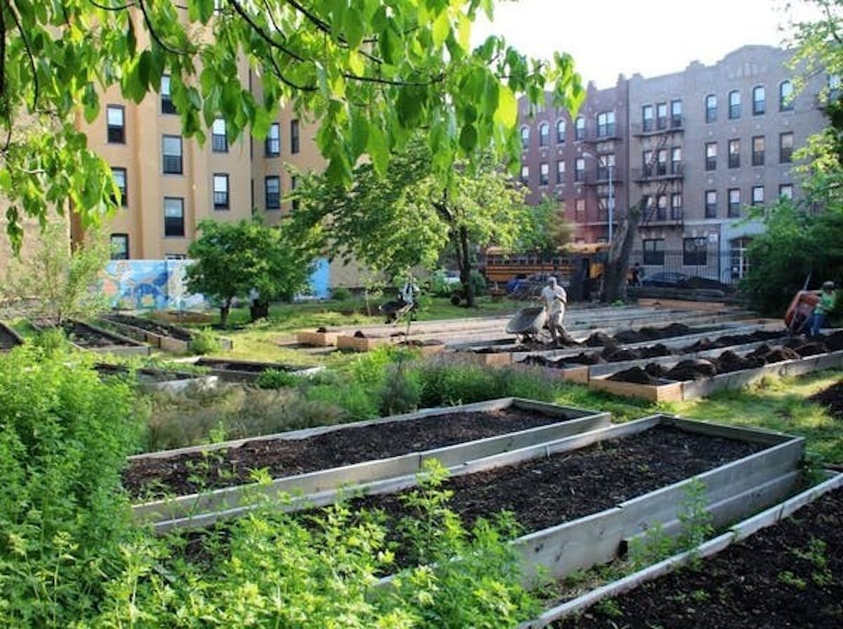 vegetable beds in an urban community garden surrounded by high rise apartment buildings