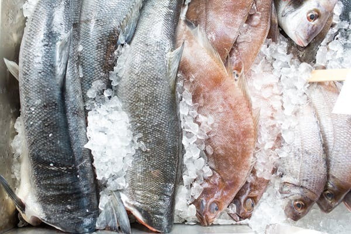 various fish on ice