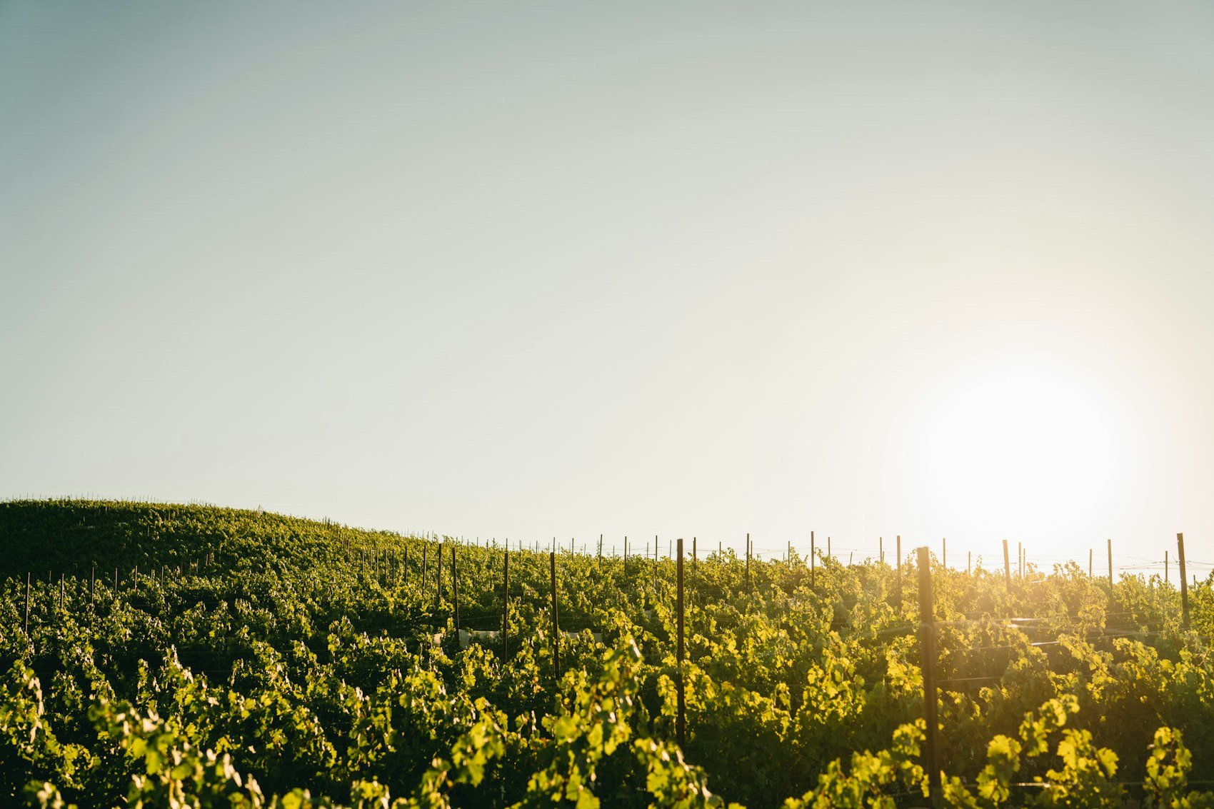 Sun setting over the hillside vineyard rows at PATRIMONY Estate in the Adelaida District of Paso Robles
