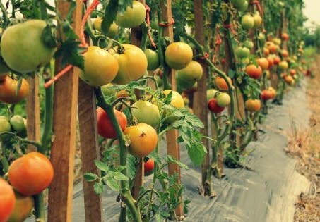 Photo of Double Deuce Produce
