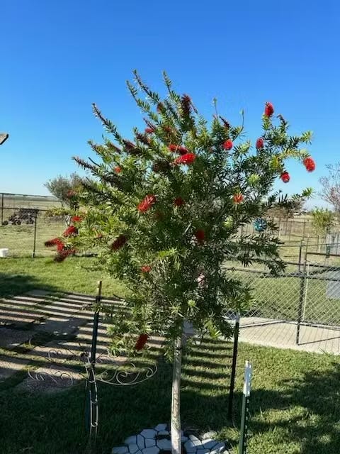 doggy shade tree