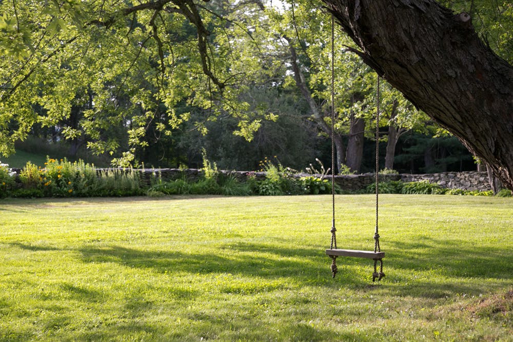 a tree in the middle of a lush green field