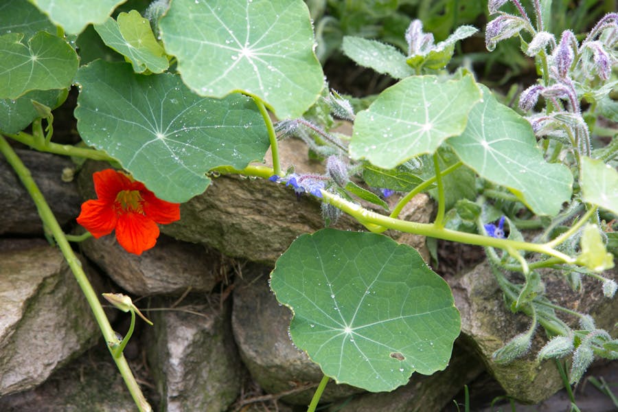 a close up of a green plant
