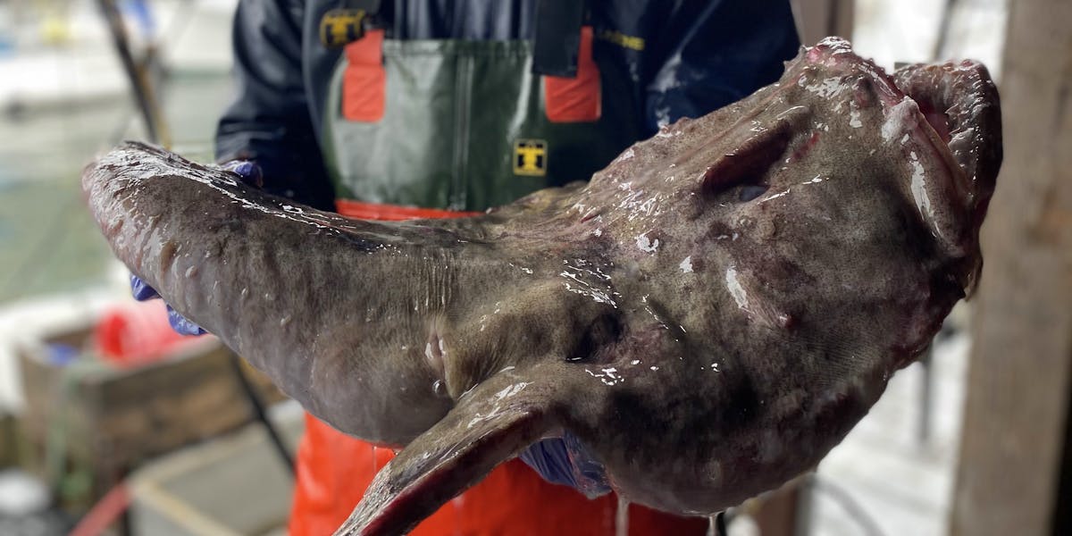 what fish is called poor man%ca%bcs lobster