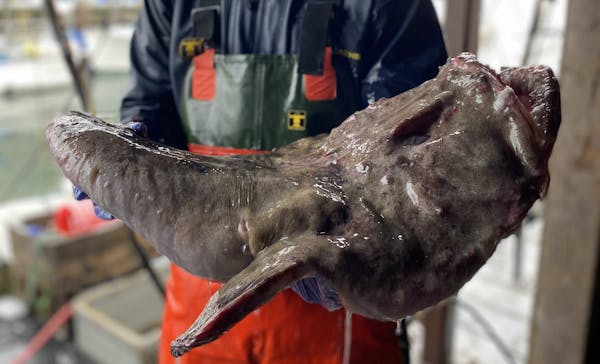a close up of a fish