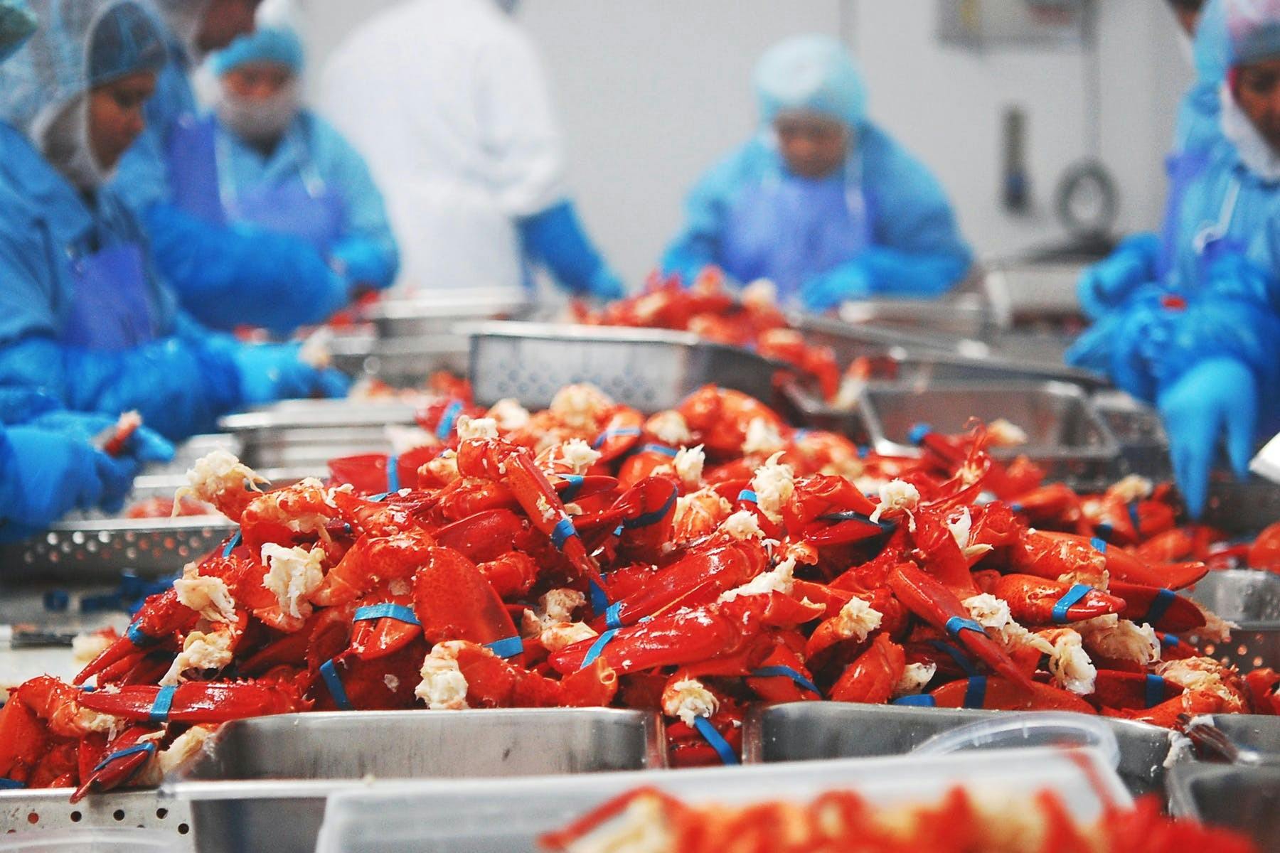 crabs