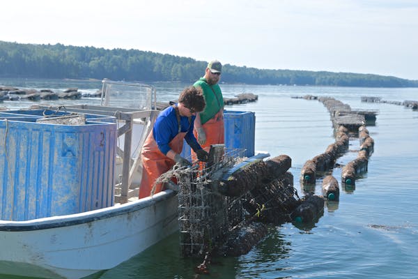 kelp farmers harvesting kelp