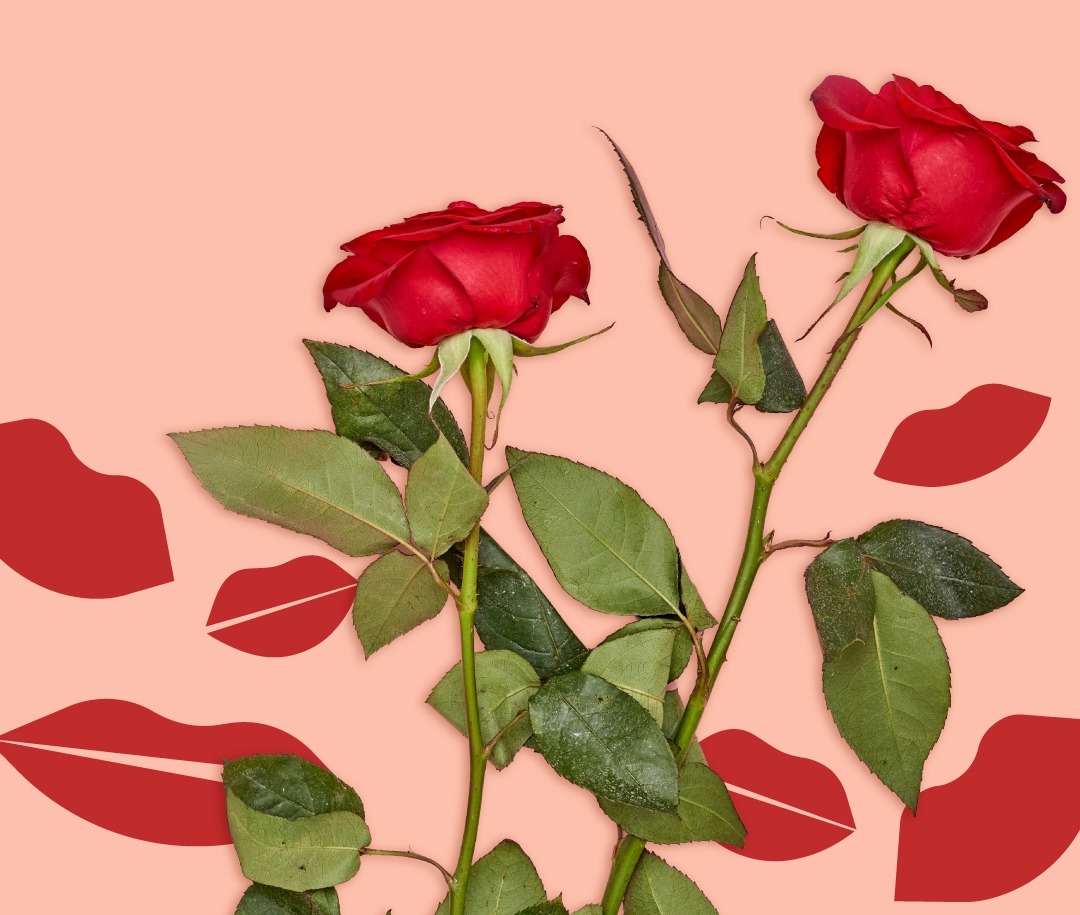 Red roses laid on pink background with red lips