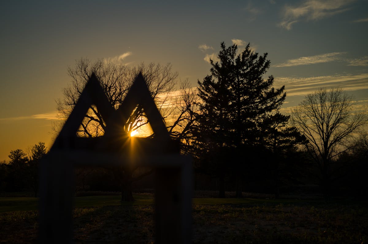 a tree with a sunset in the background