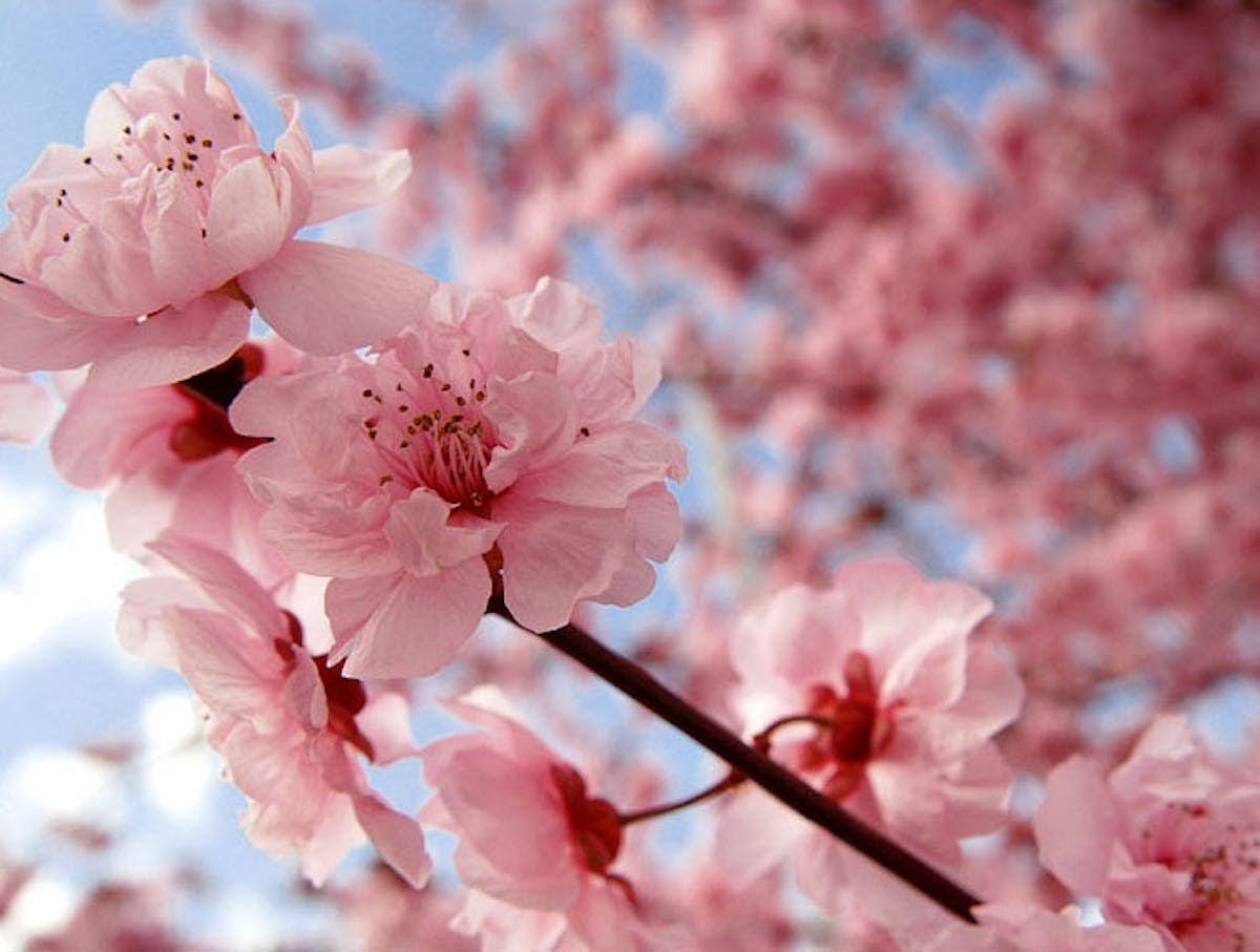 pink cherry blossoms on a branch.