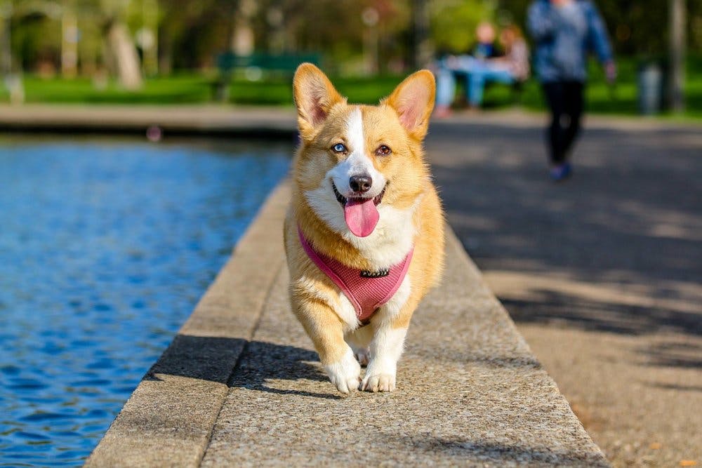 a dog sitting on a sidewalk