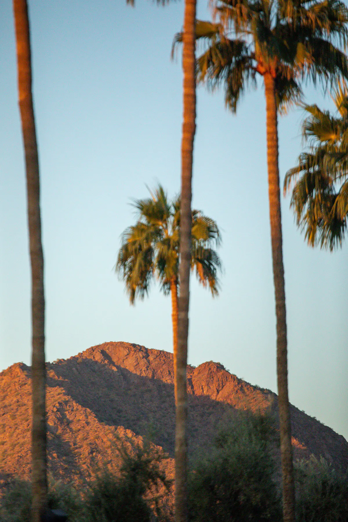 palm trees in front of a mountain