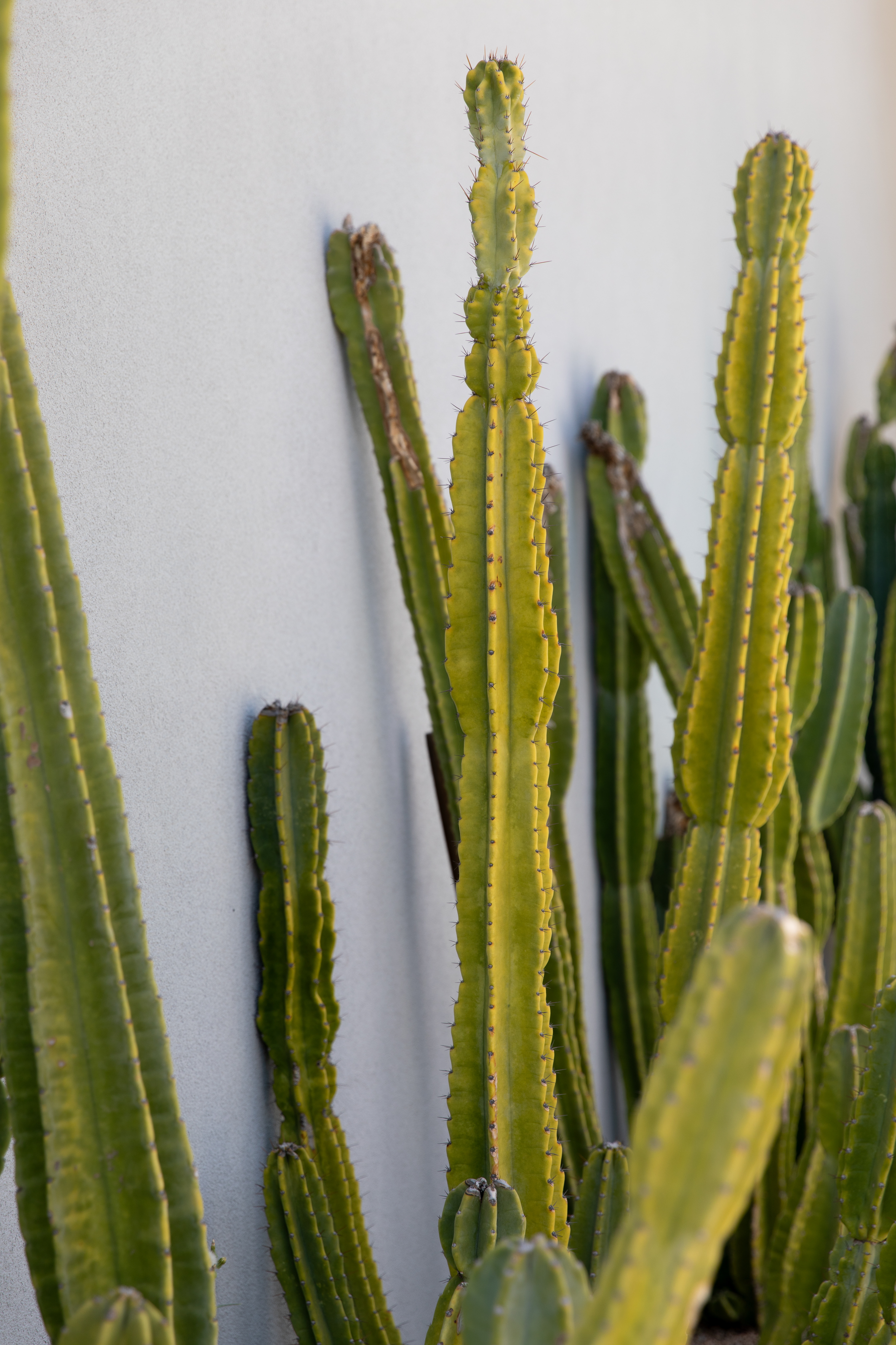 a group of cactus plants