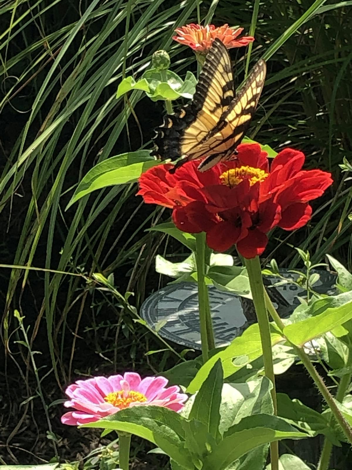 zinnias