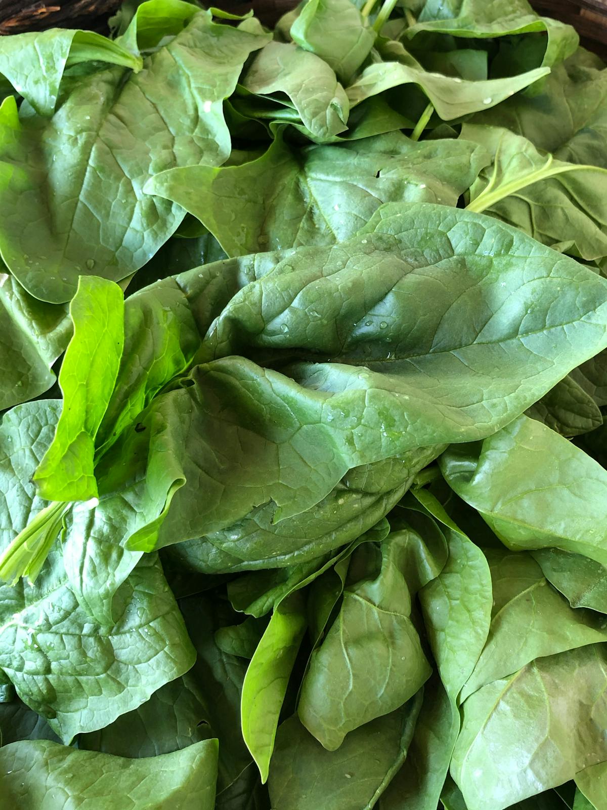 a close up of a group of lettuce