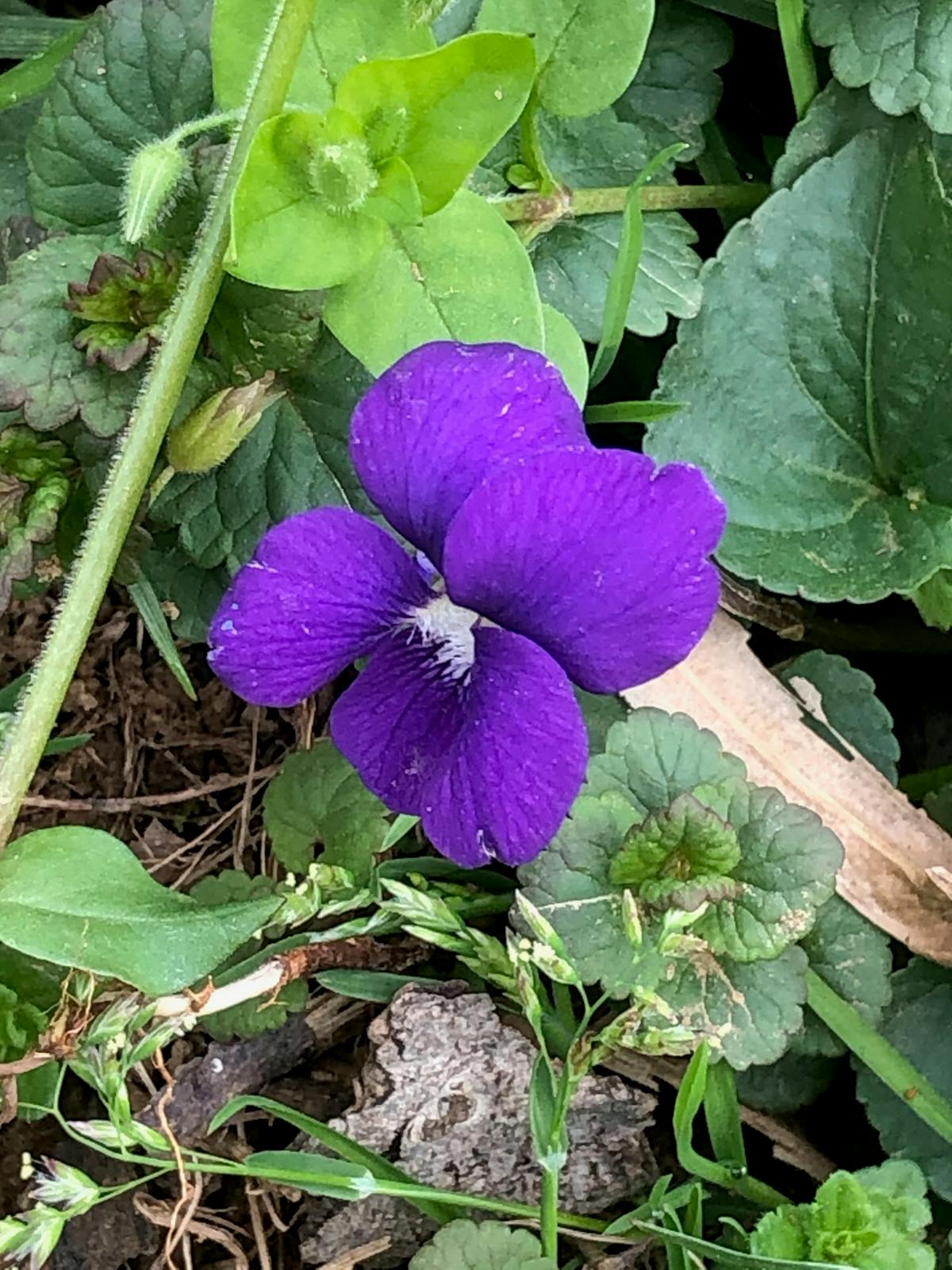 a plant in a garden