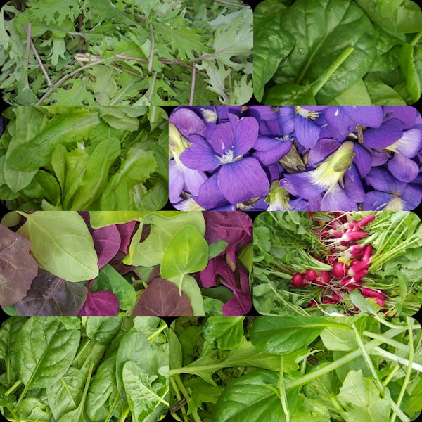 a green plant in a garden
