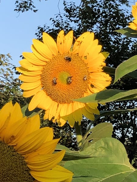 a close up of a yellow flower