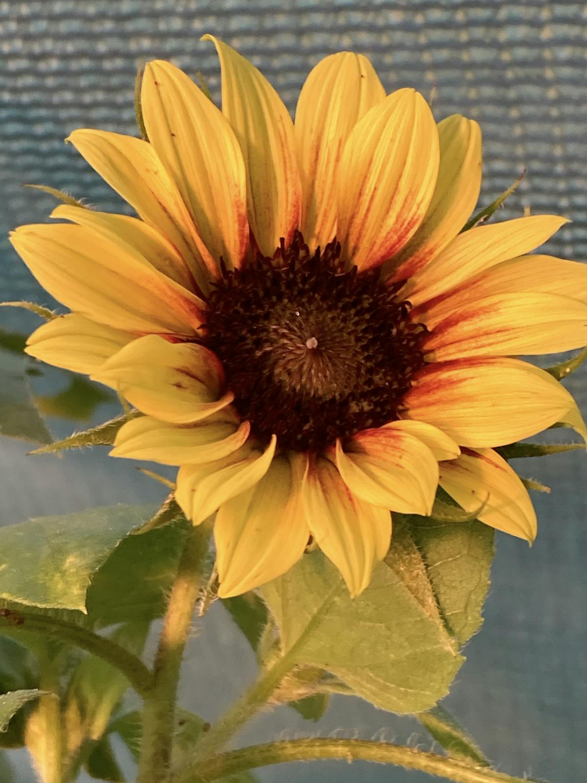 a close up of a flower