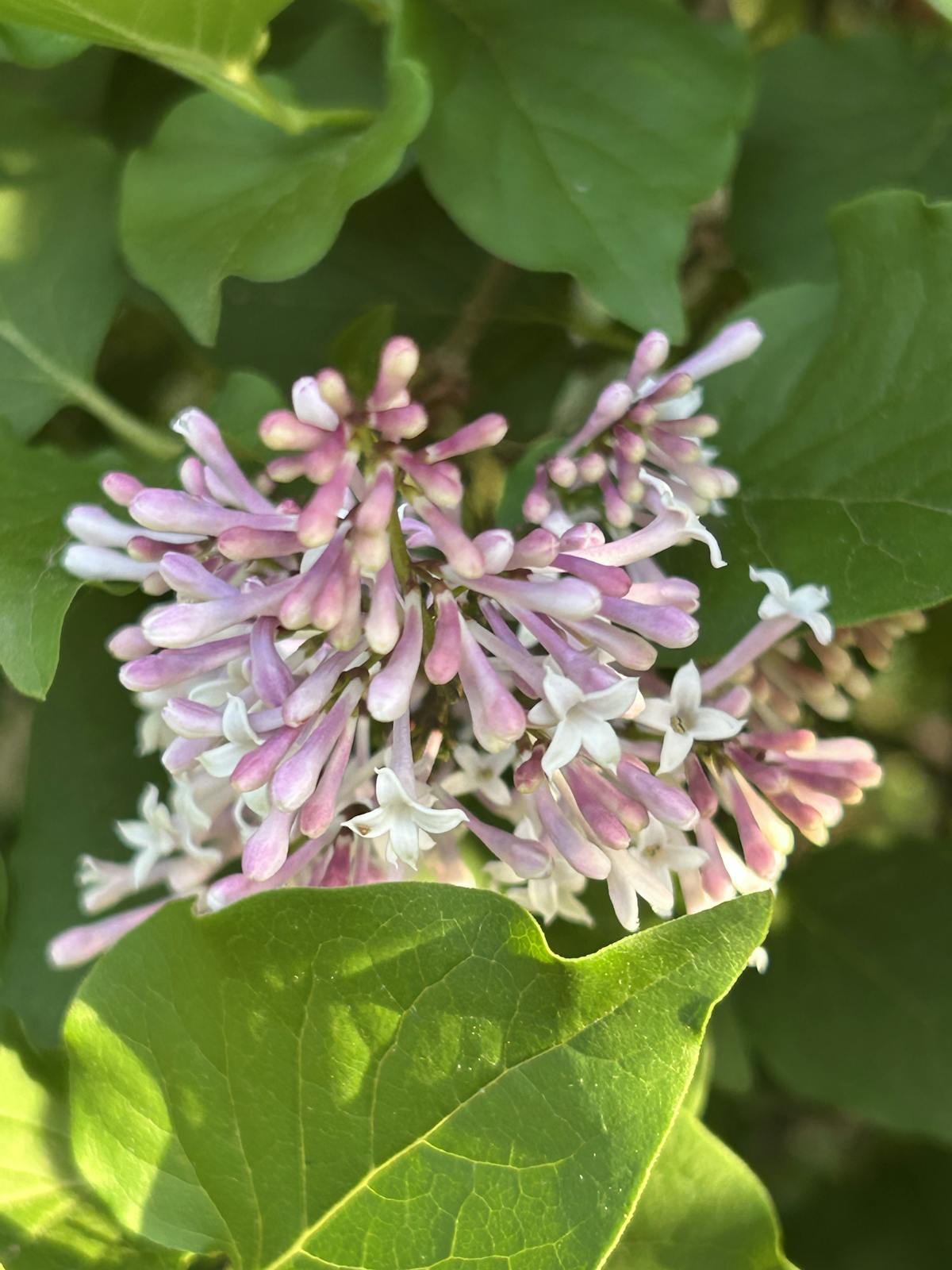 a close up of a green plant