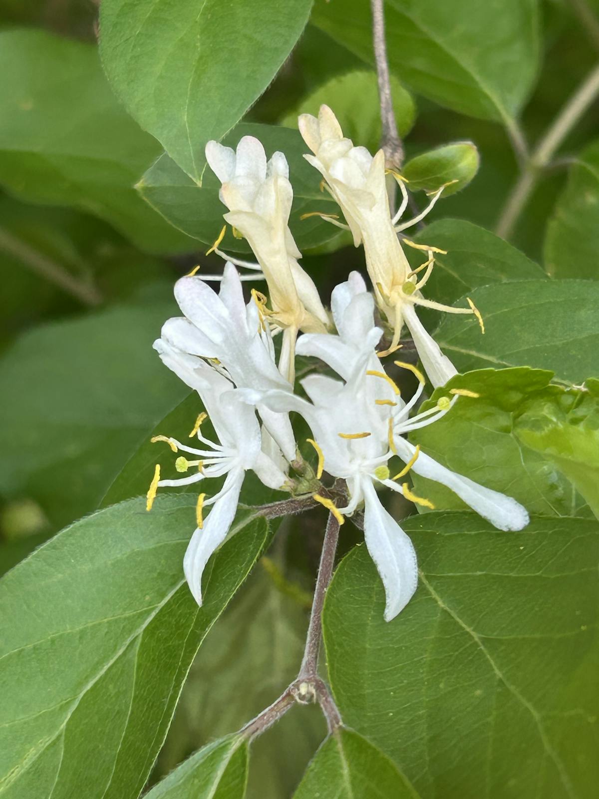a close up of a green plant