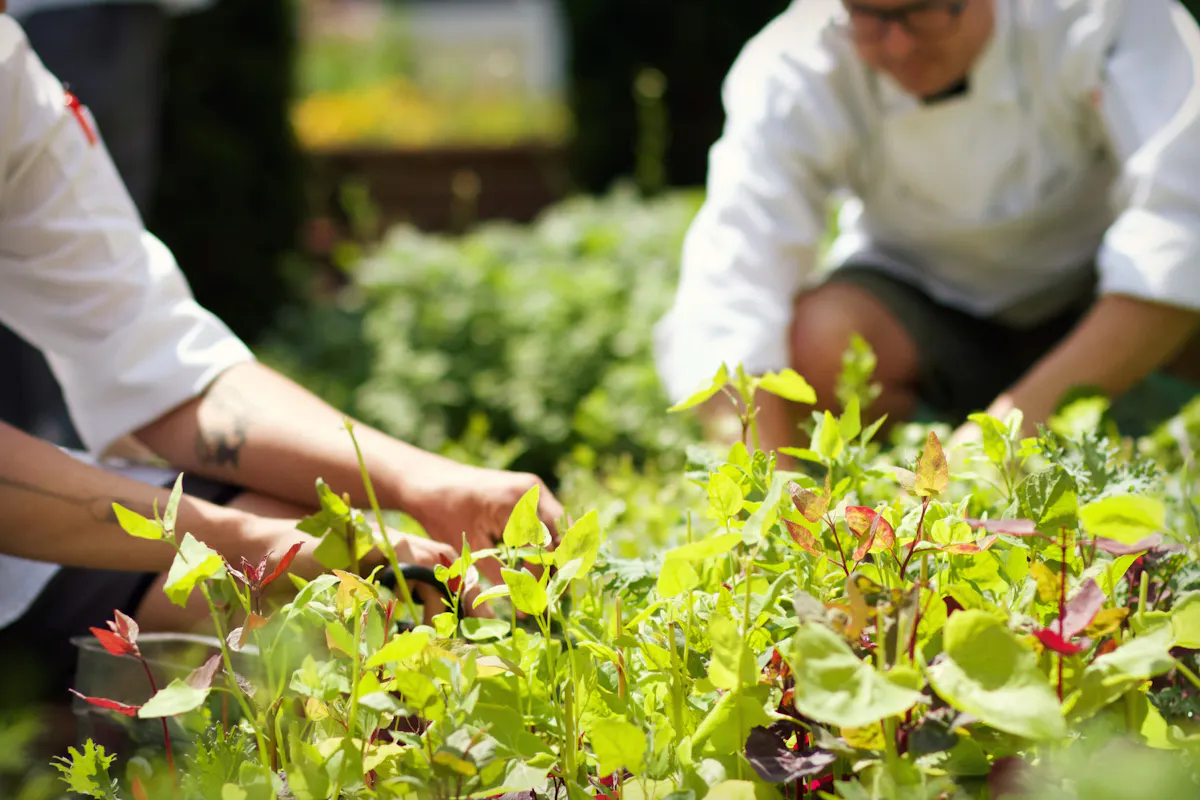 local farm to table